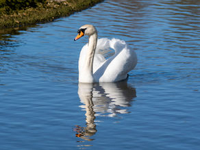 Swans in Danger: A Call for Responsible Dog Ownership