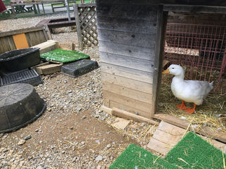 ダッチオーブン