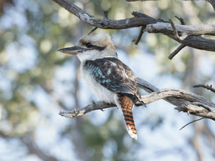 A laughing kookaburra at Hawks Nest, NSW