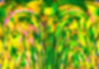Yellow Summer (26A)