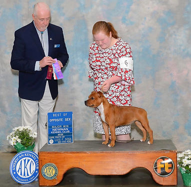 red and white staffordshire bull terrier