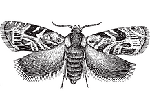 a black and white hand drawn moth