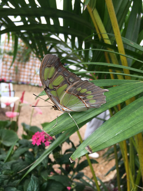 Butterfly Photography 4.JPG