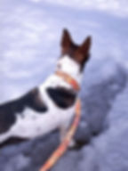 Individuelles Hundehalsband Leine Set gepolstert, maßgeschneidert