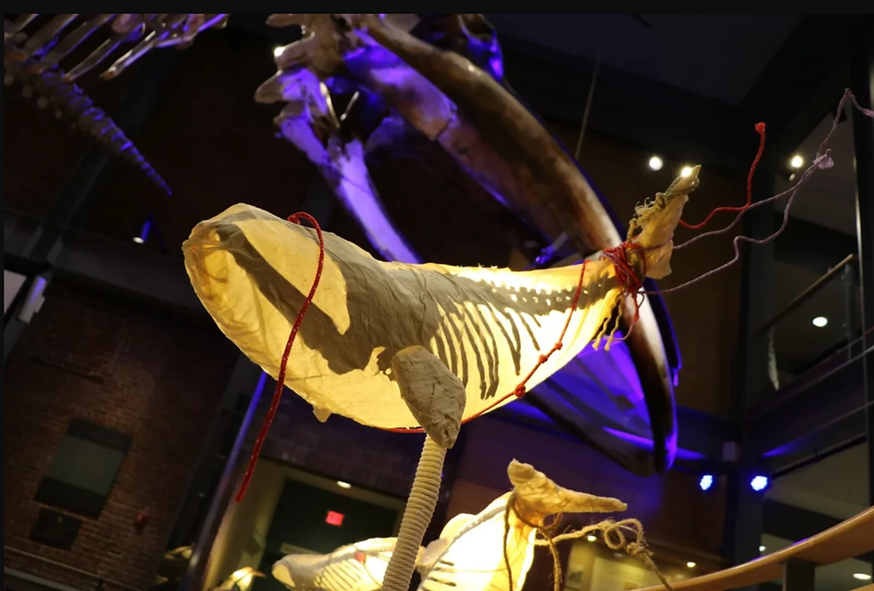 Glowing whale-shaped lantern sculpture with a visible skeleton, with a red rope wrapped around its form in a dim museum gallery. A large whale skeleton, and purple spotlights in the background.