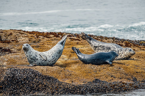 Three spotted harbor seals lifting their tails in banana pose along Highway 1, PCH in Cali