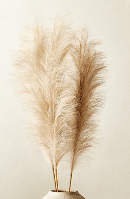 Elegant pampas grass in natural light, perfect for adding a touch of warmth and texture to any space.