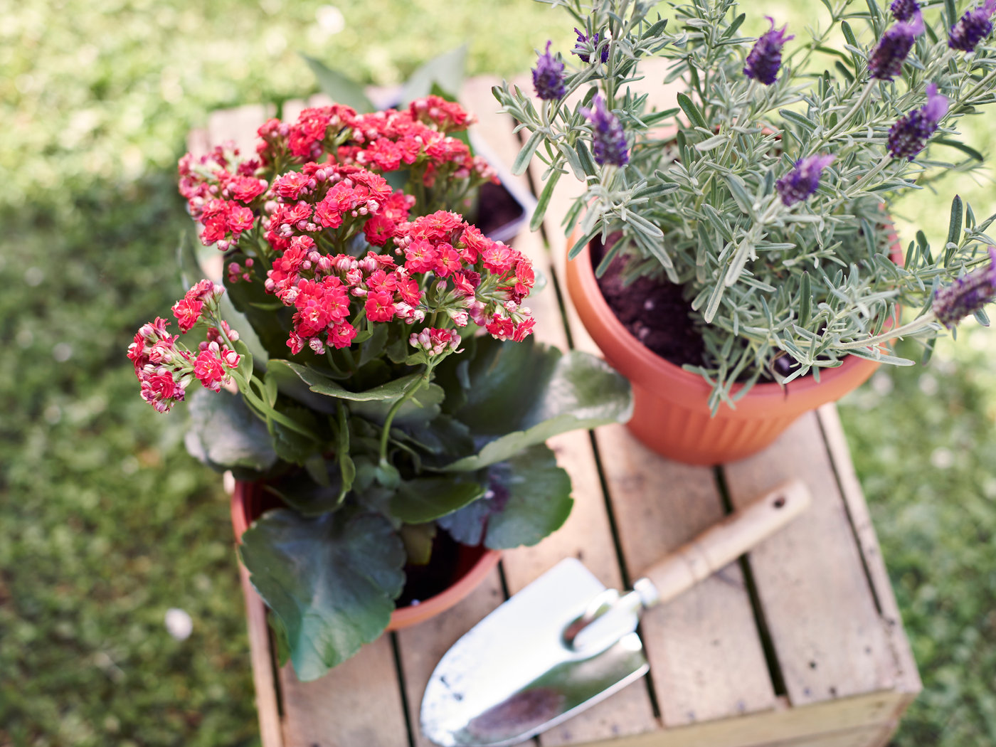 Planting illustrative garden