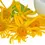 Thumbnail: Arnica Carrier Oil