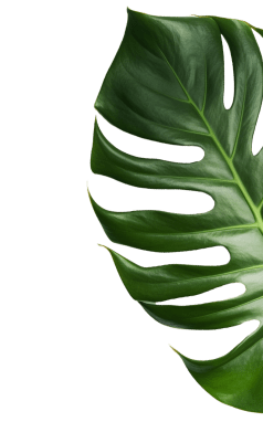 leaves_1_edited.png