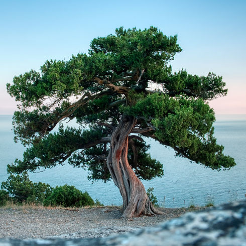 lone juniper tree.jpg