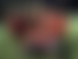 Years 5 & 6 Netball Tournament