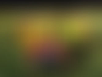 Year 4 Netball Tournament