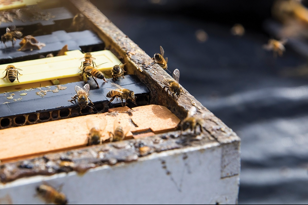 Bees on MRO Hive