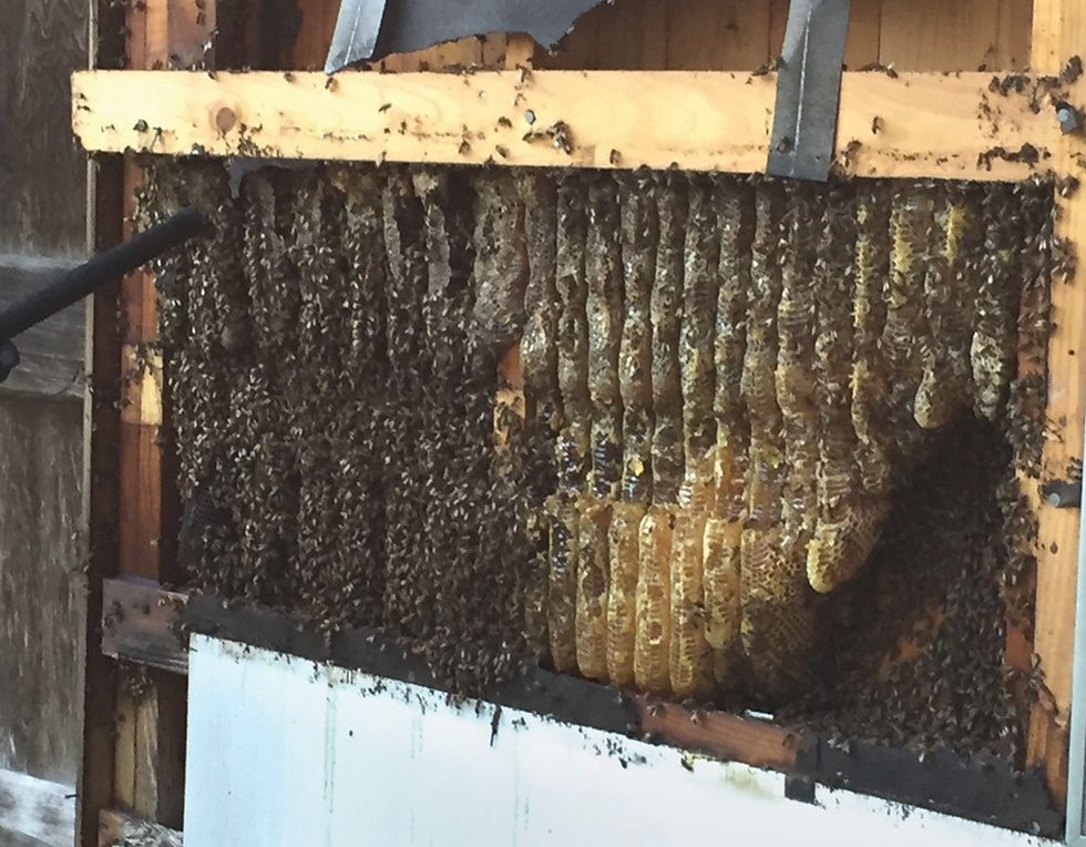 Bee Hive in Wall of Structure