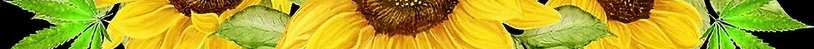 sunflower_edited.jpg