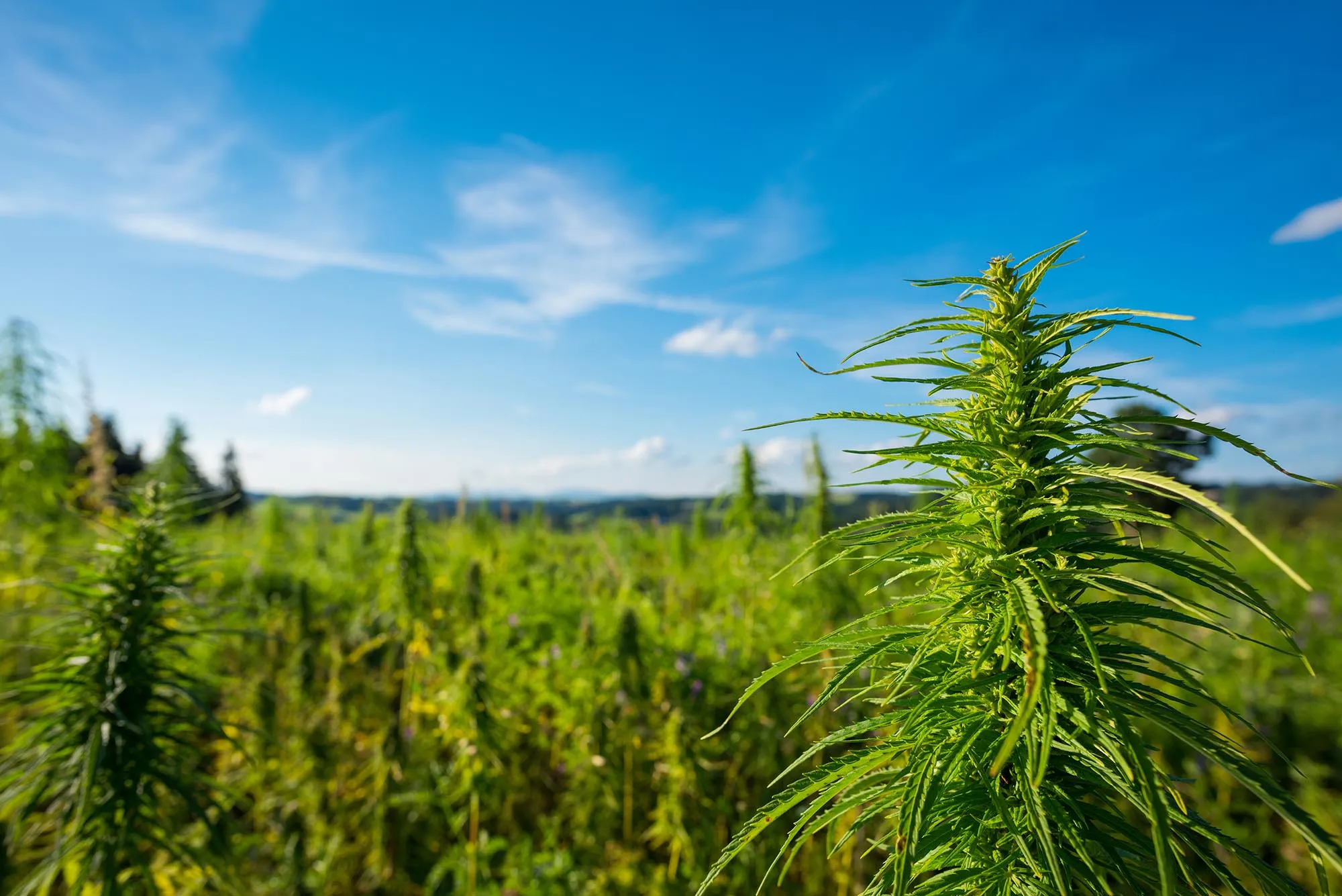 cannabis grow.webp