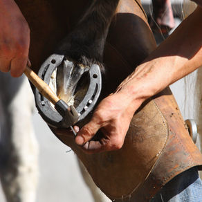 Basics of Shoeing for Performance and Soundness in Horses