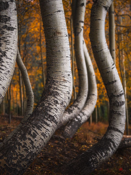 Colorado Fall Foliage Photography Workshop Curvy Aspen Trees 