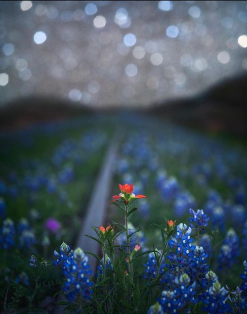 Photo of the blue bonnets in Texas hill country 