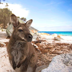 133082 Freycinet Experience Walk, Freycinet National Park, TAS