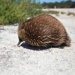133198 Echidna, Flinders Island, TAS