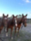 horse rental_edited.jpg