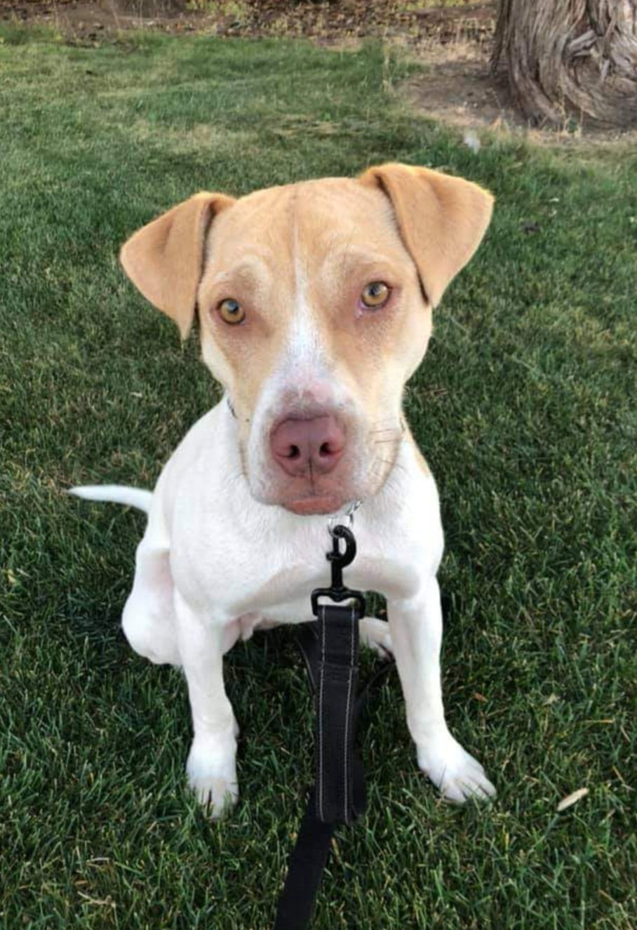 prairie pitbull rescue