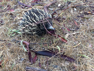 Australian Wildlife so far!