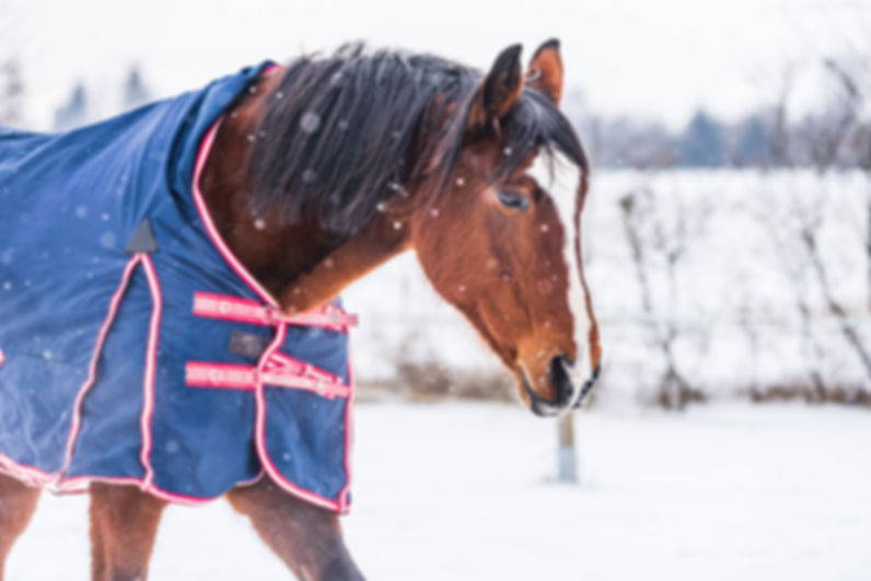 Pferd mit gefütterter Winter-Stalldecke zur professionellen Reinigung