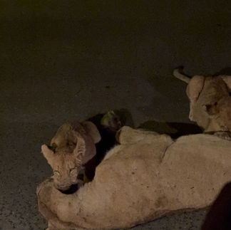 kruger park