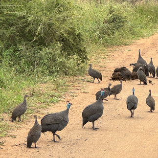 kruger park