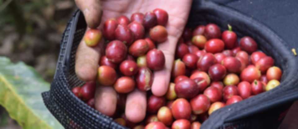 coffee-farming.jpg