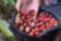 coffee-farming.jpg