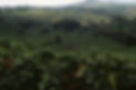 Coffee_plantation_in_Tanzania.jpg