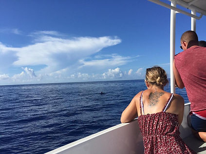 Observation de baleines en Martinique