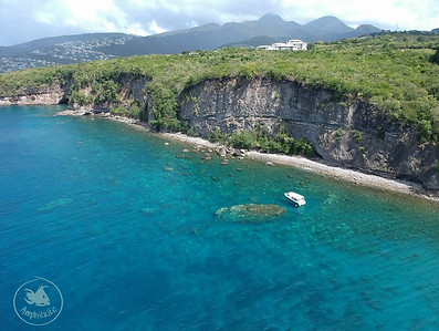 amphitrite whales watching dauphins martinique amphitrite