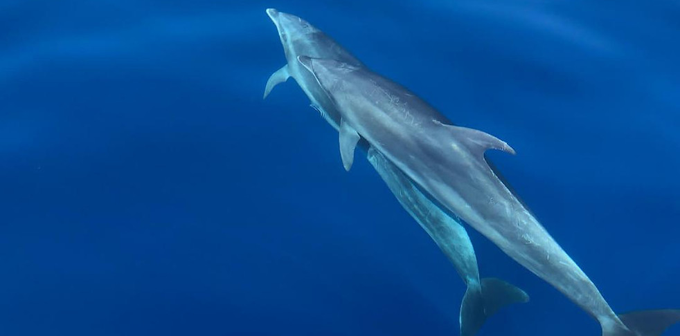 photo dauphin 2.jpg