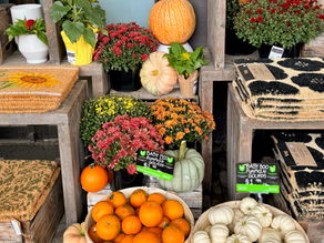Autumn accessories: pumpkins, gourds, mums, and more at a shop.