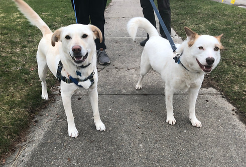Two dogs standing on the sidewalk while on leashes looking at camera