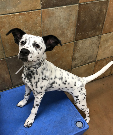 A dalmatian puppy stands with his front paws on a blue box while looking at the camera