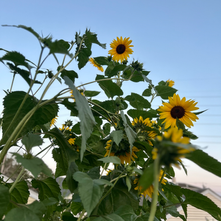 Sunflowers