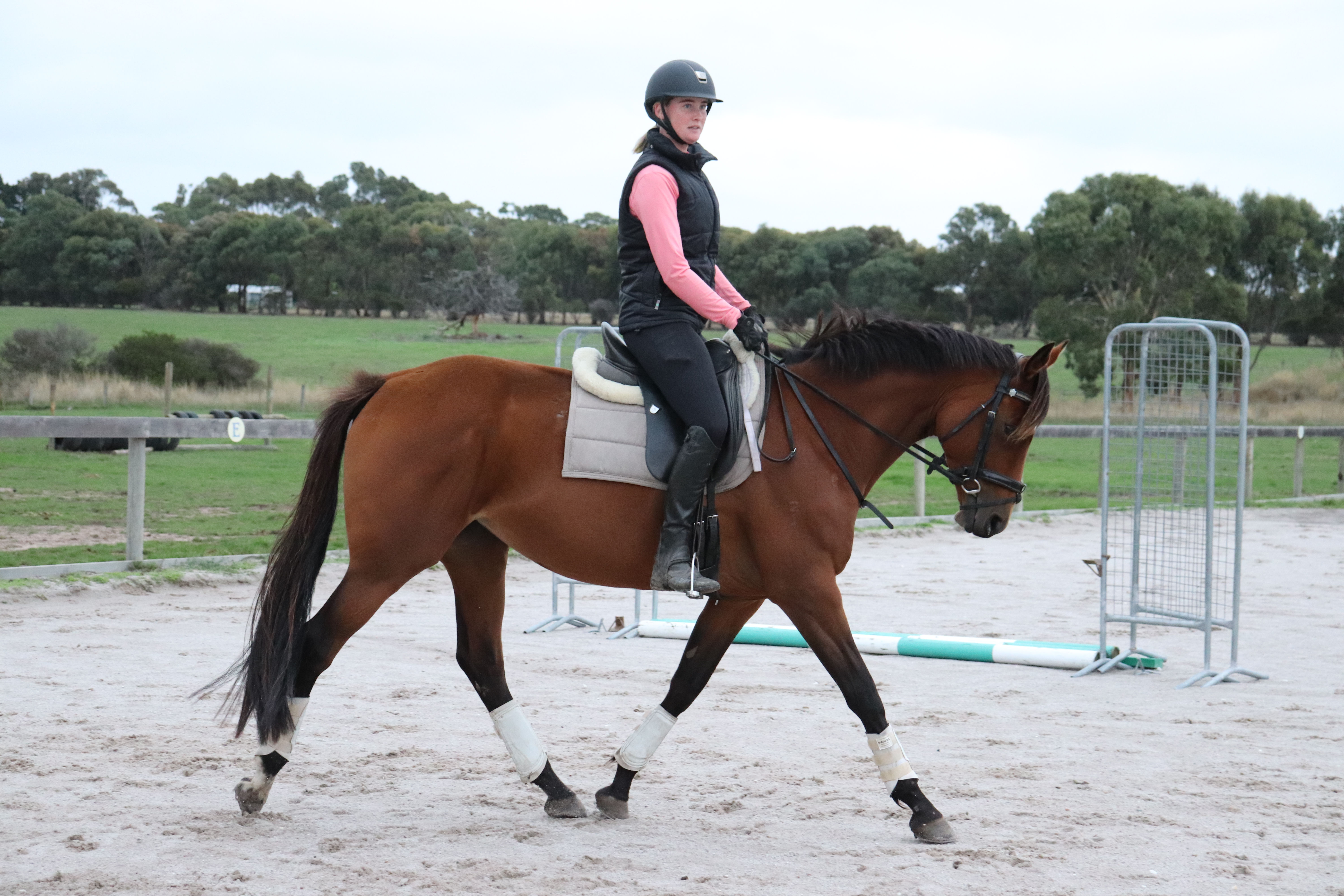 Shory Park Pride Of Liberty (Libby)