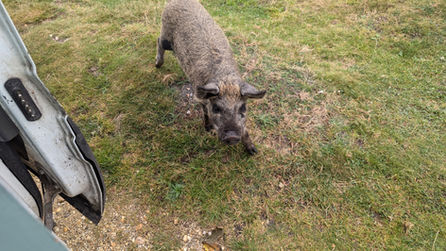 A wild pig standing on grass near the van during the daytime