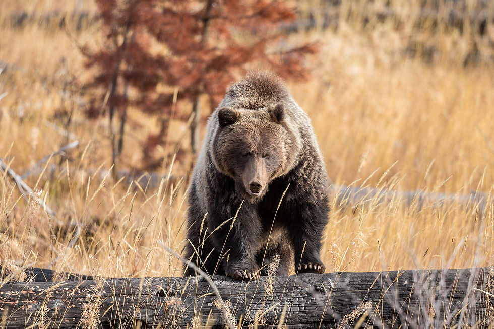 Wildlife Tours