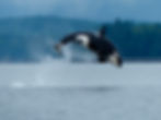 Campbell River