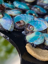 abalone weaning feed.JPEG