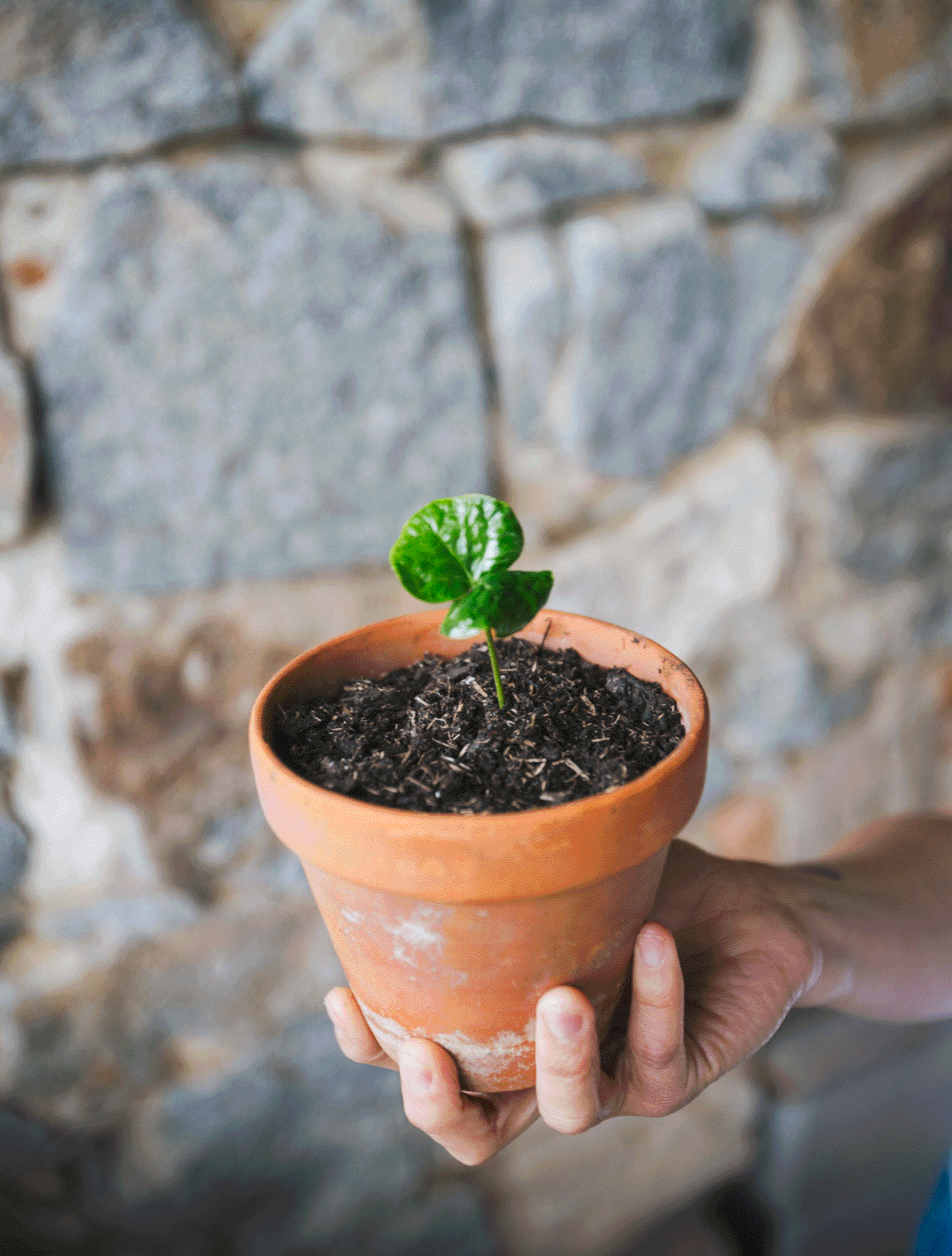 Wildträumer Café Wagen