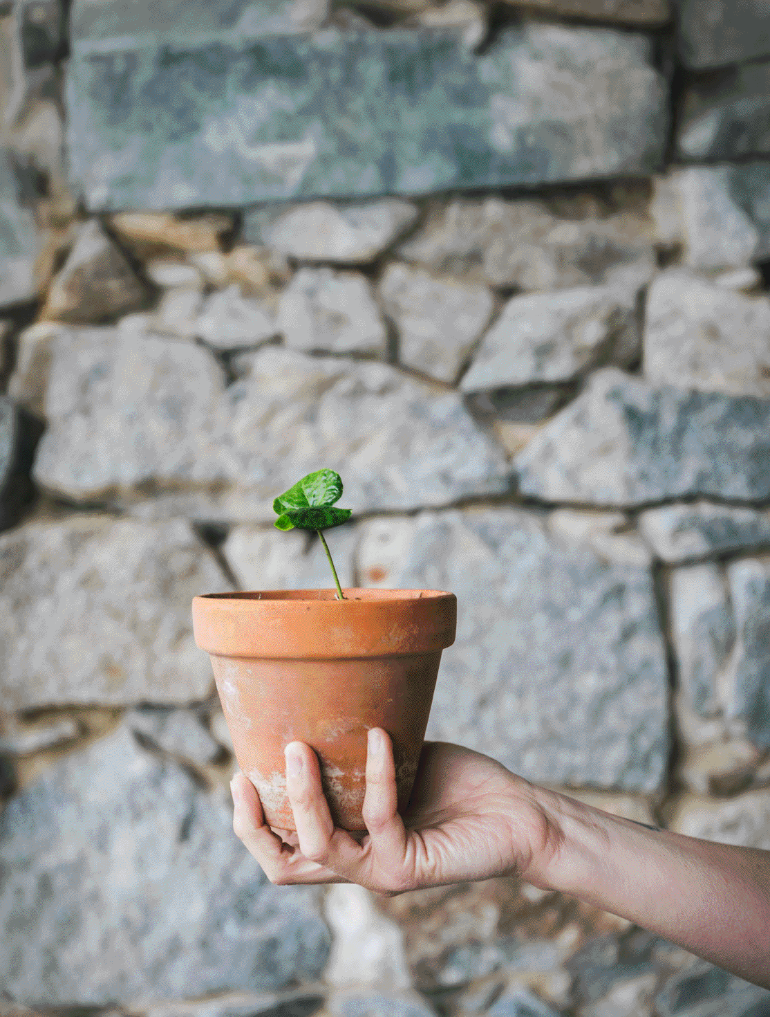 heder video wildträumer