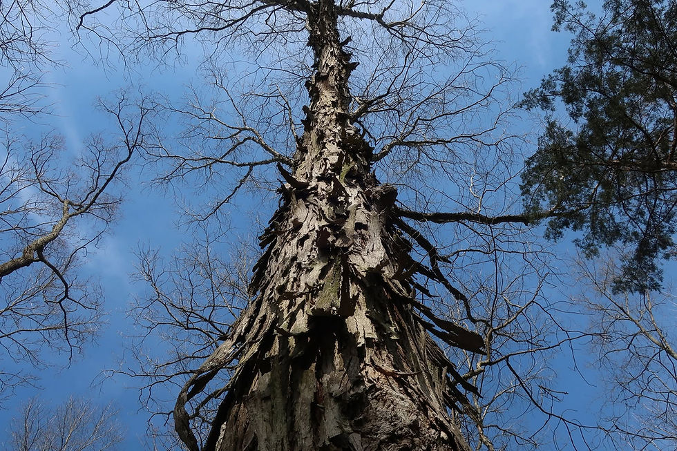 A variety of critters roost under the loose bark of Shagbark Hickory. - Photo by Jason Allen